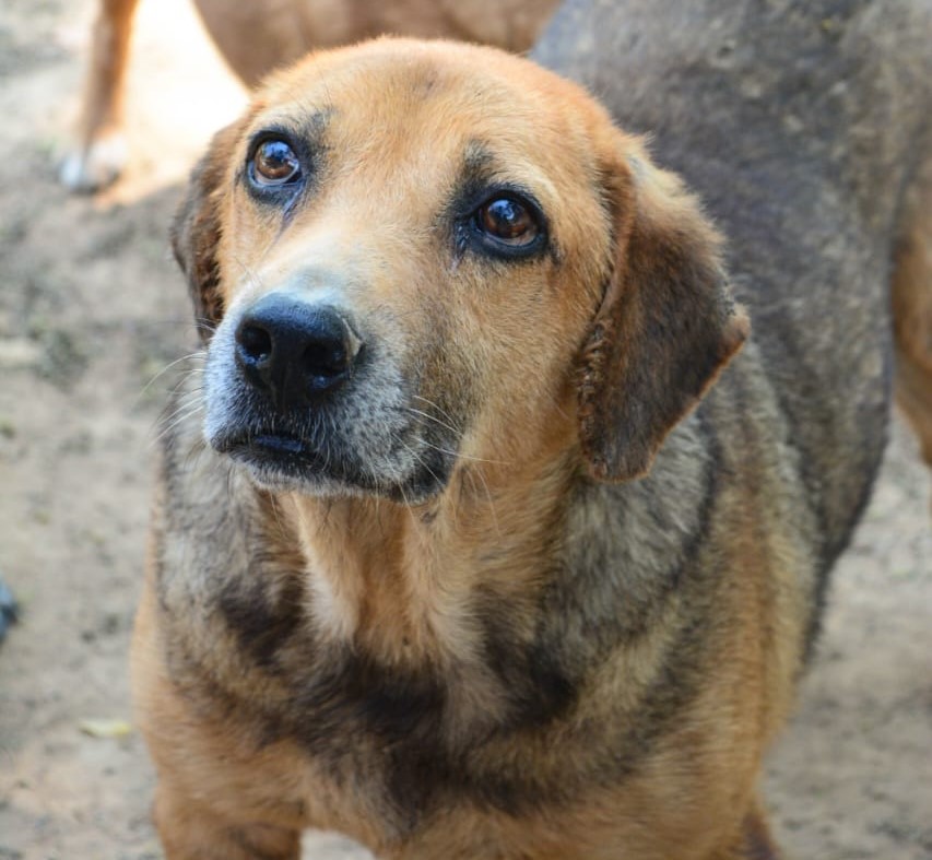 Tyson - Fundación amor d4 patas