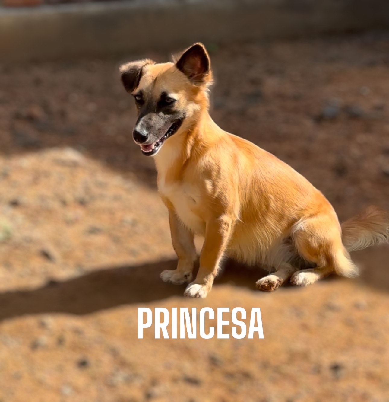 Princesa - Fundación Love Paws Colombia