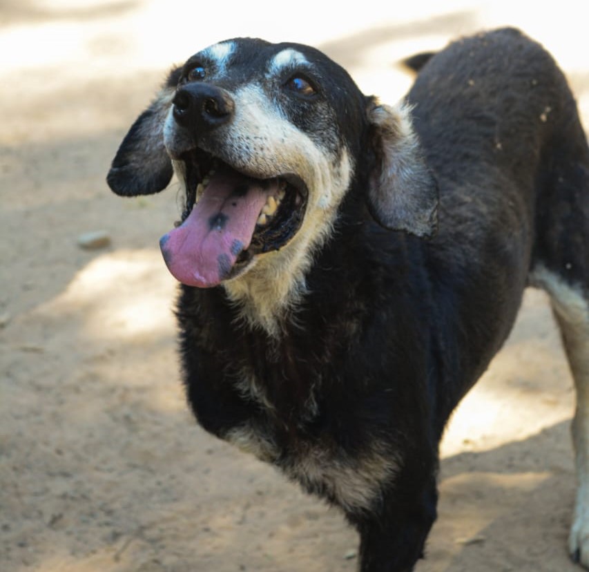 Ranger - Fundación amor d4 patas