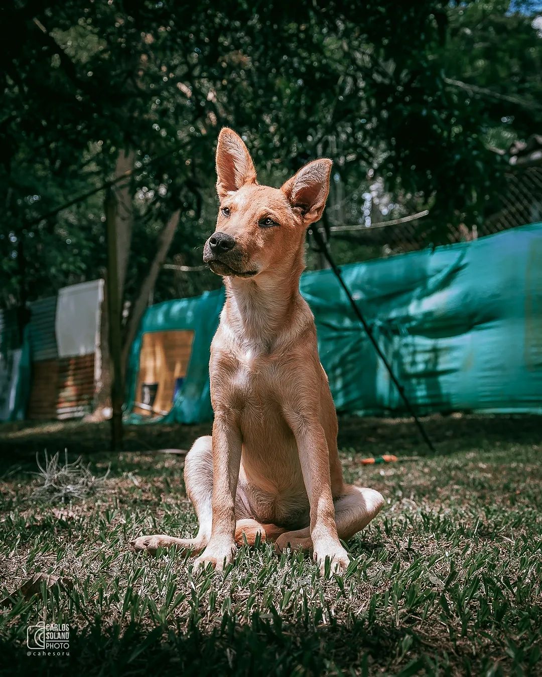 Dulce - Fundación Paraíso de la Mascota