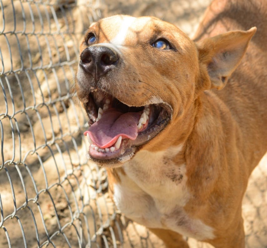 Pepe - Fundación amor d4 patas