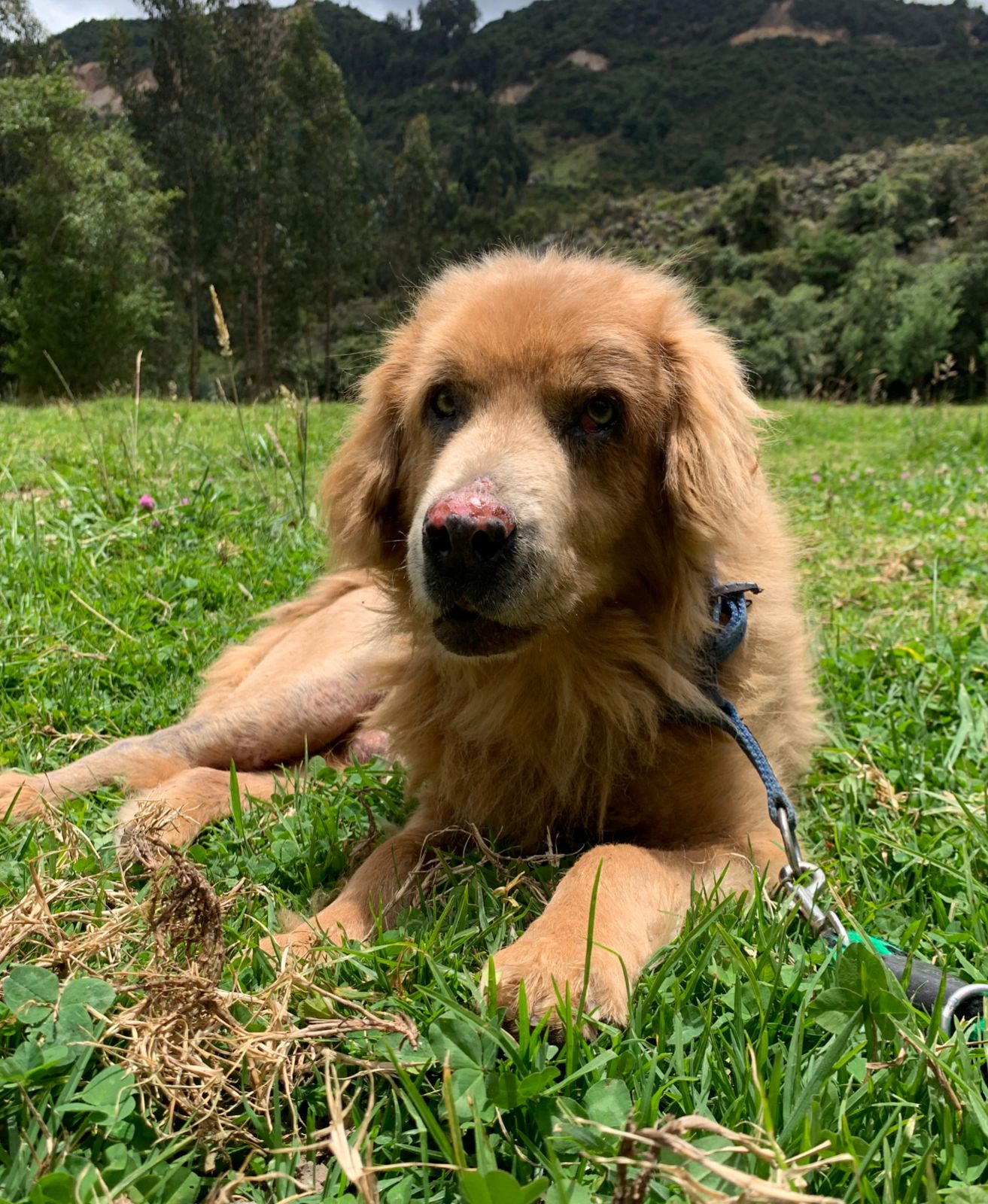 Simba - Fundación Criollos de la Montaña