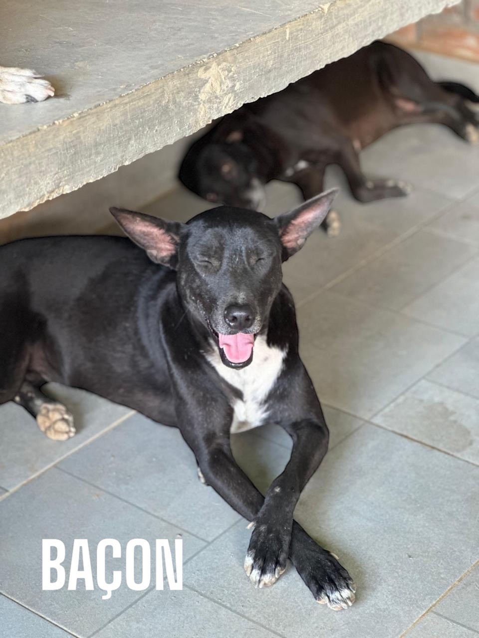 Bacon - Fundación Love Paws Colombia