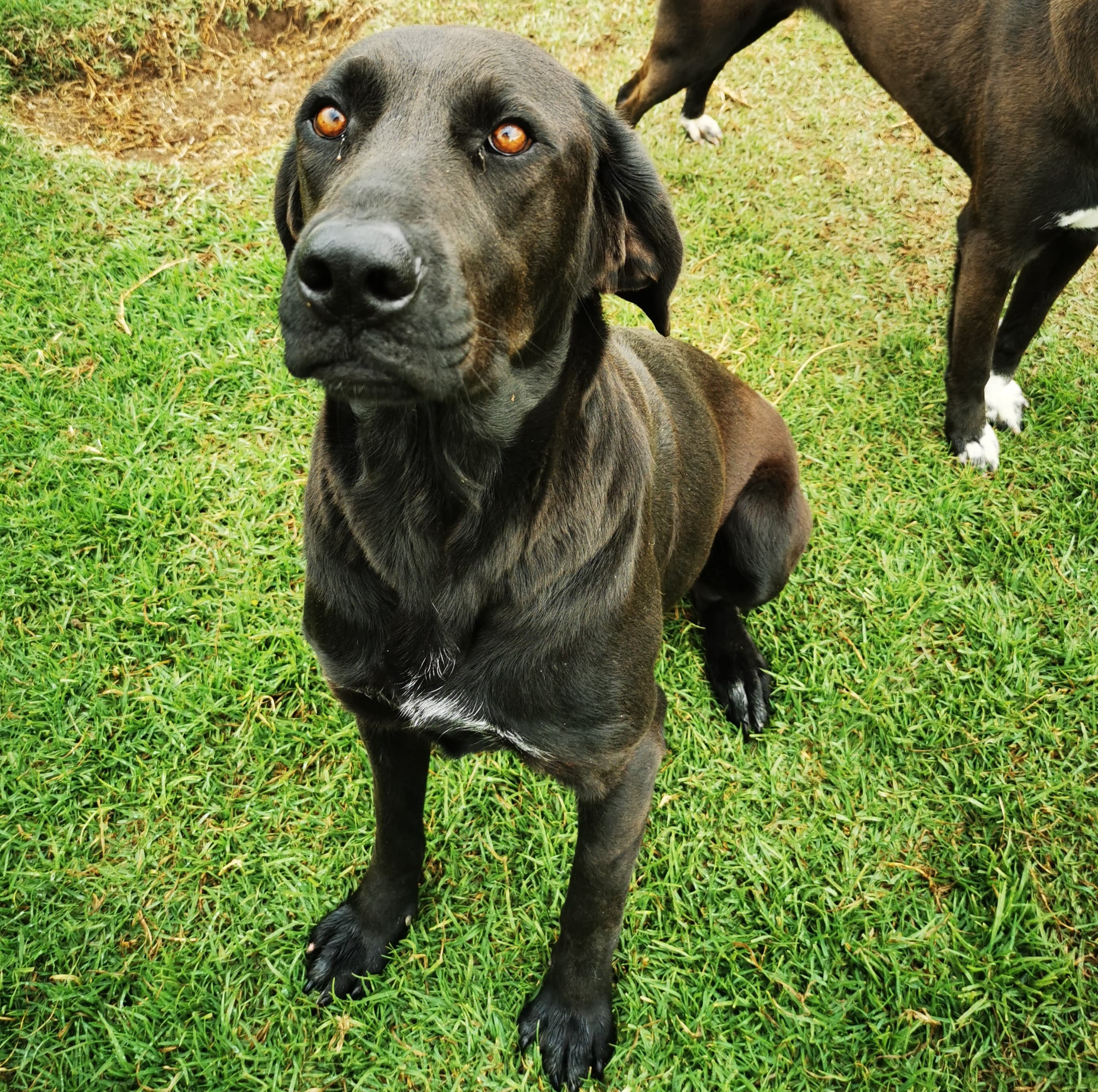 Cocoa - Fundación MestiSOS