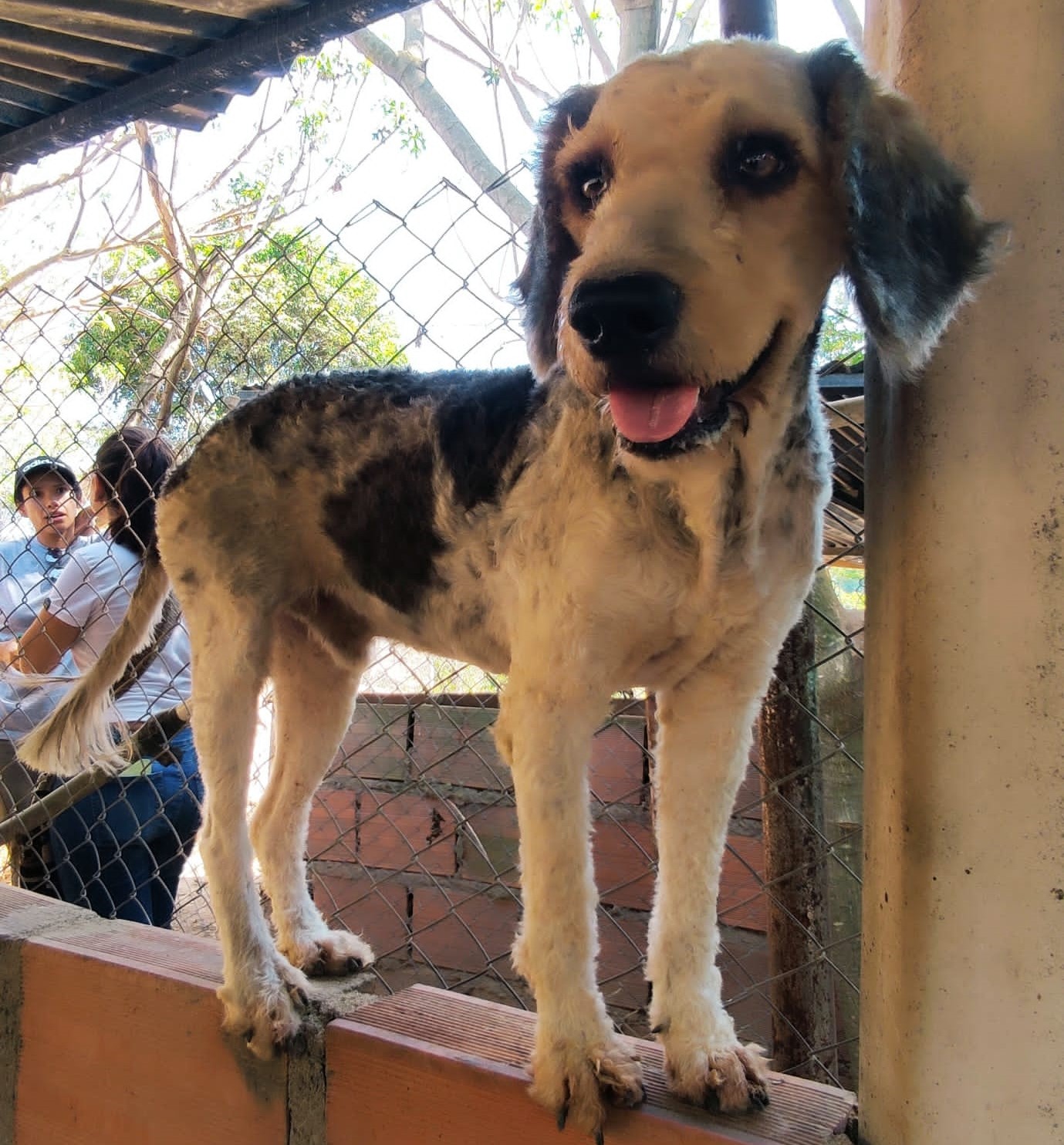 Churco - Fundación amor d4 patas