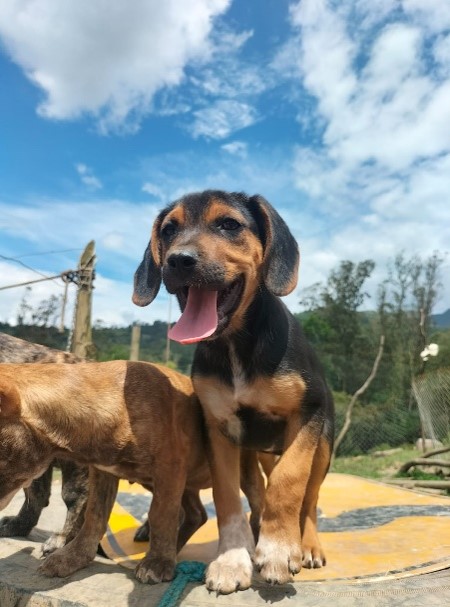 Mandy - Fundación Casa de lobos 