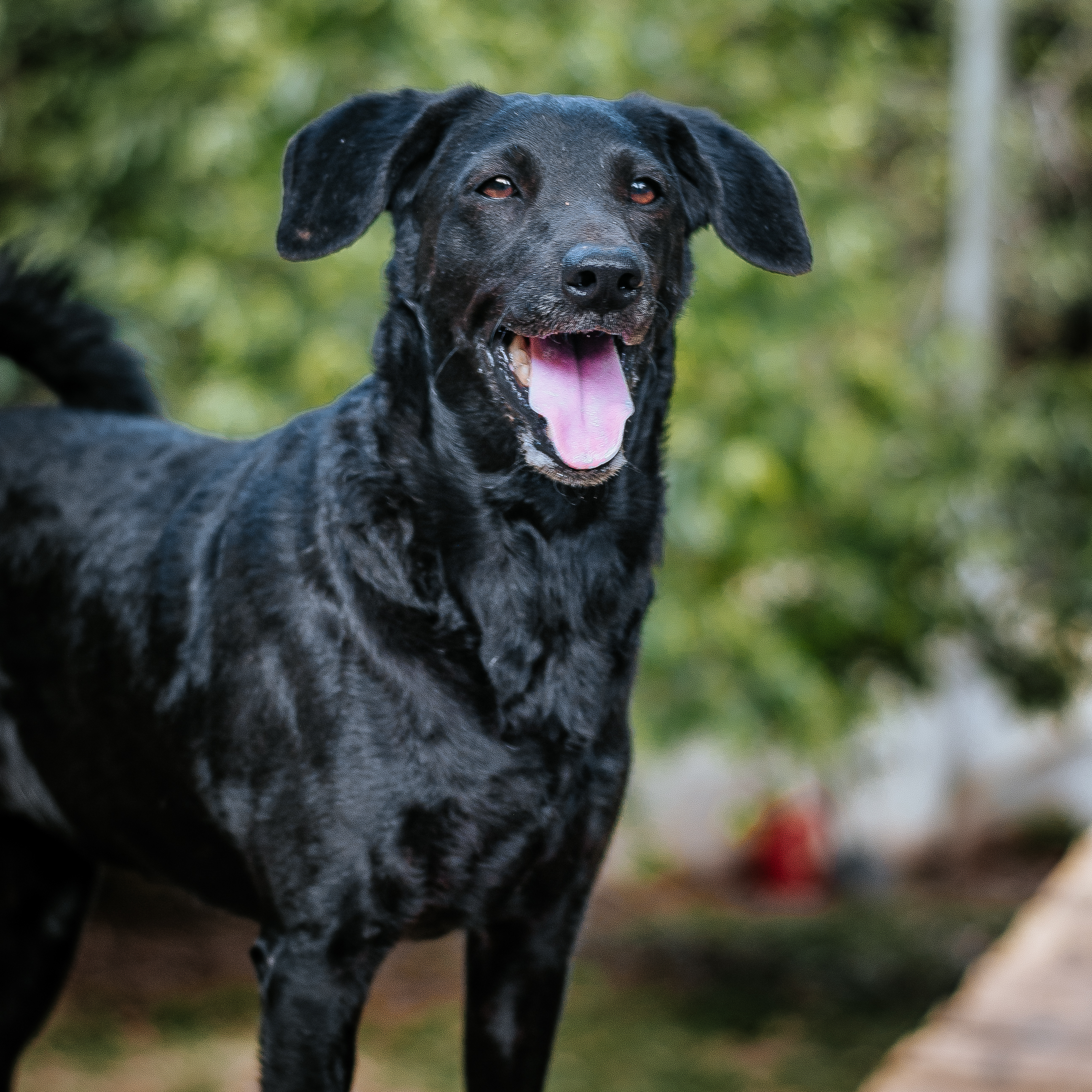 Milú - Fundación Paraíso de la Mascota