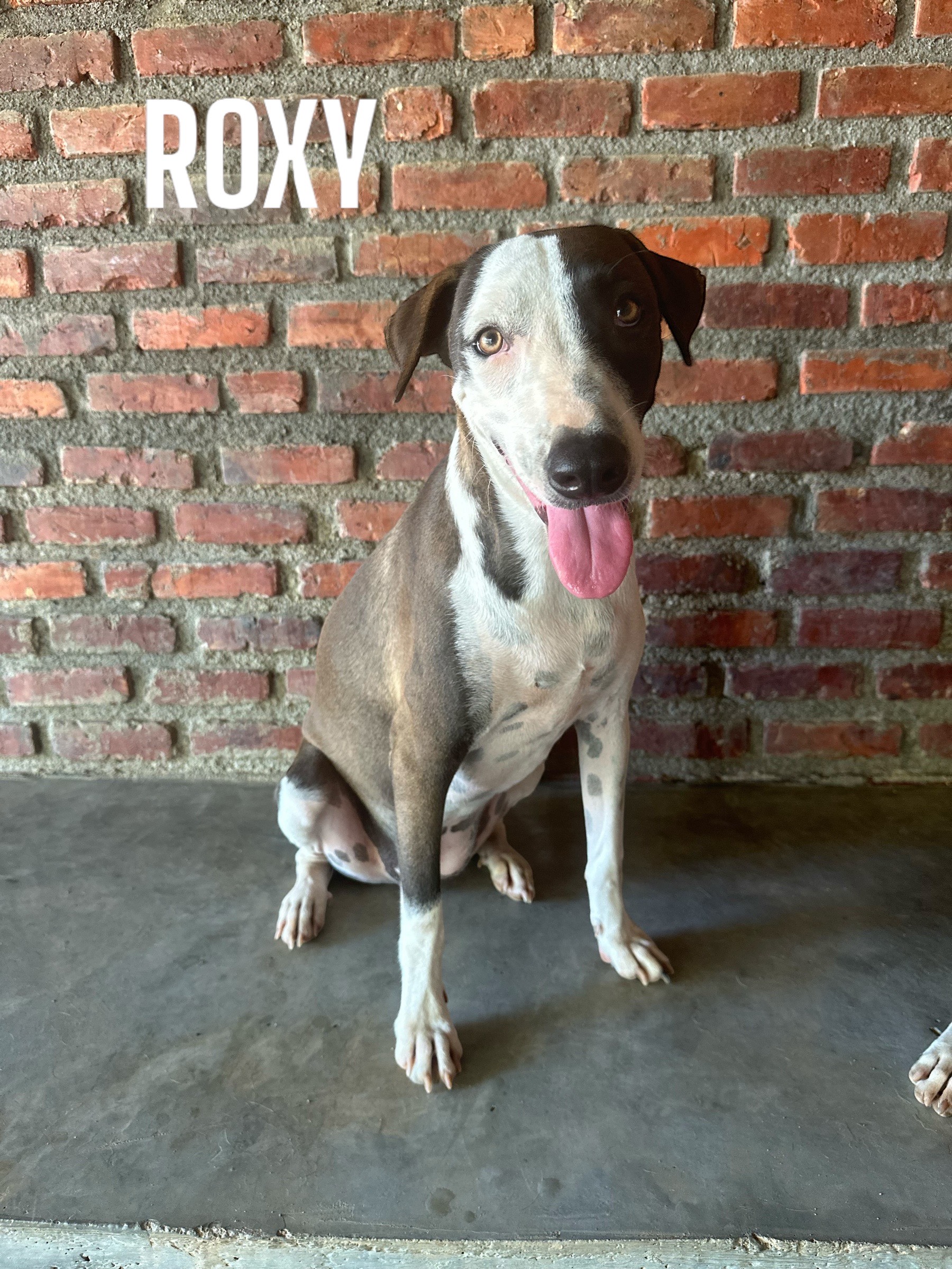 Roxy - Fundación Love Paws Colombia