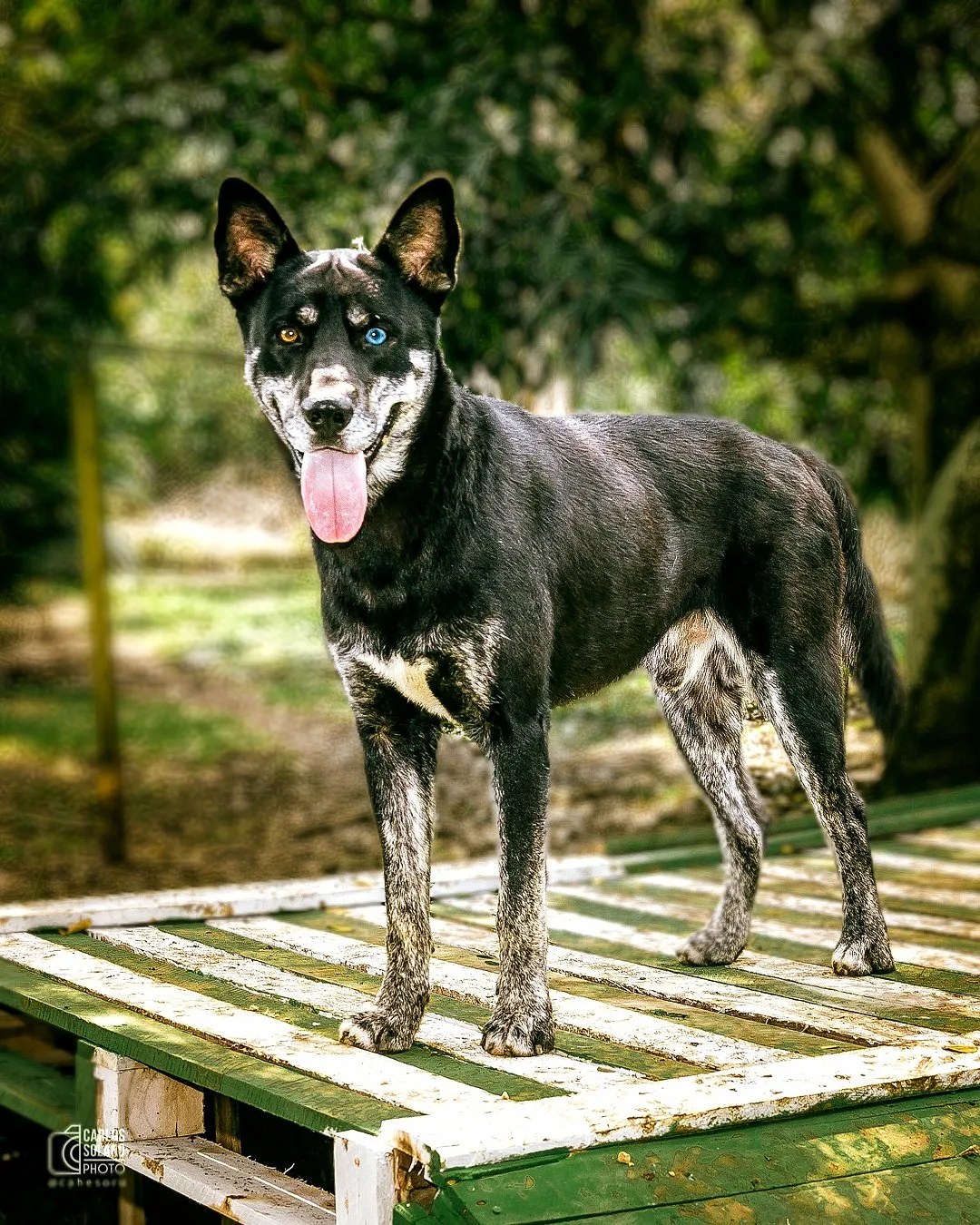 Tom - Fundación Paraíso de la Mascota