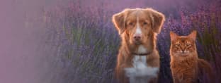 Hero Soul Pets con perro y gato en lavanda