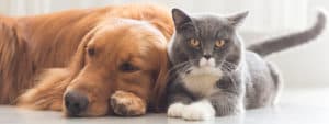 Imagen de ¿Perros y gatos pueden llevar una buena