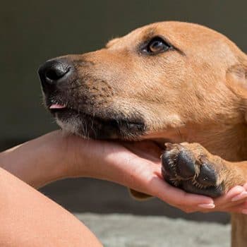 La predicción de la adopción, campaña que busca darle un hogar a 400 perros