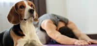 Imagen de Ejercicio con tu mascota en casa