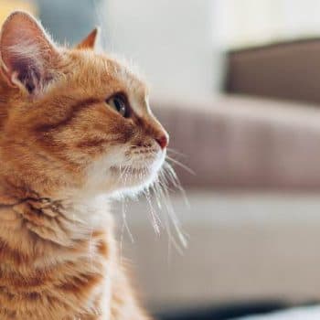 Imagen de Gato es agresivo