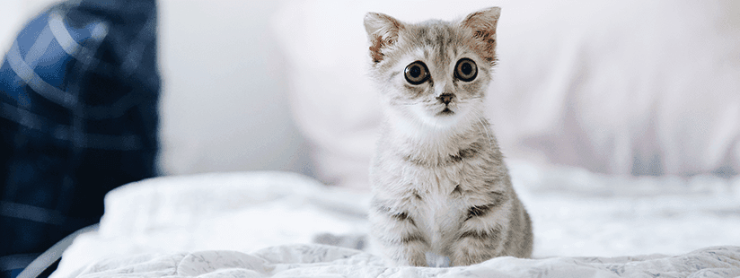 Imagen de 10 Consejos para ayudar a tu Gato con ansiedad por separación