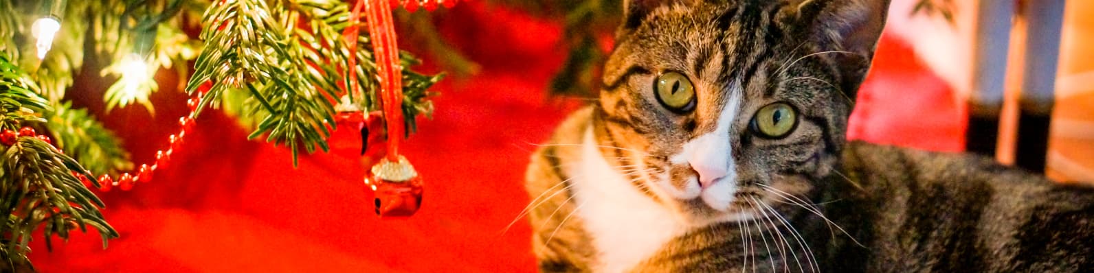 Imagen de Llega Navidad ¿Qué hago con mi gato y las visitas?