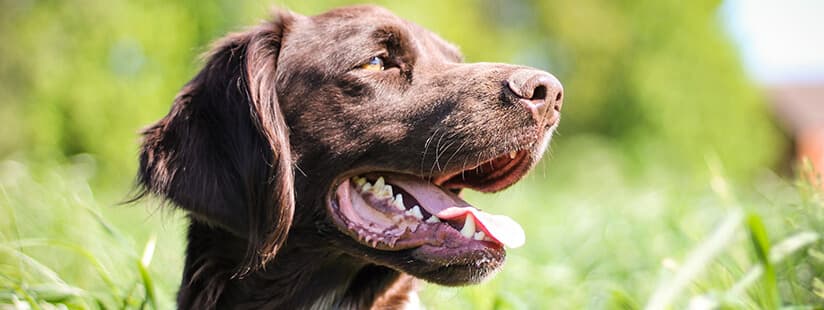 Imagen de Días calurosos: Cuidados que debes tener con tu mascota