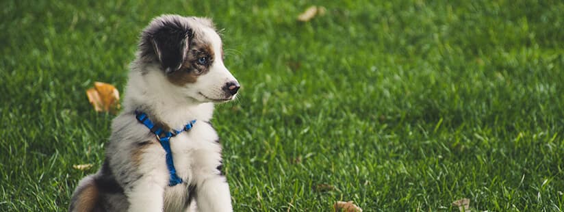 Imagen de ¿Cómo elegir el mejor colegio para perros en Colombia?