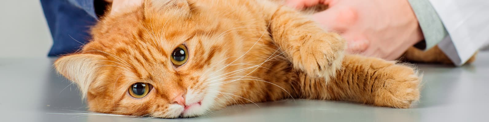 Imagen de Todo lo que debes saber para la esterilización de tu gato
