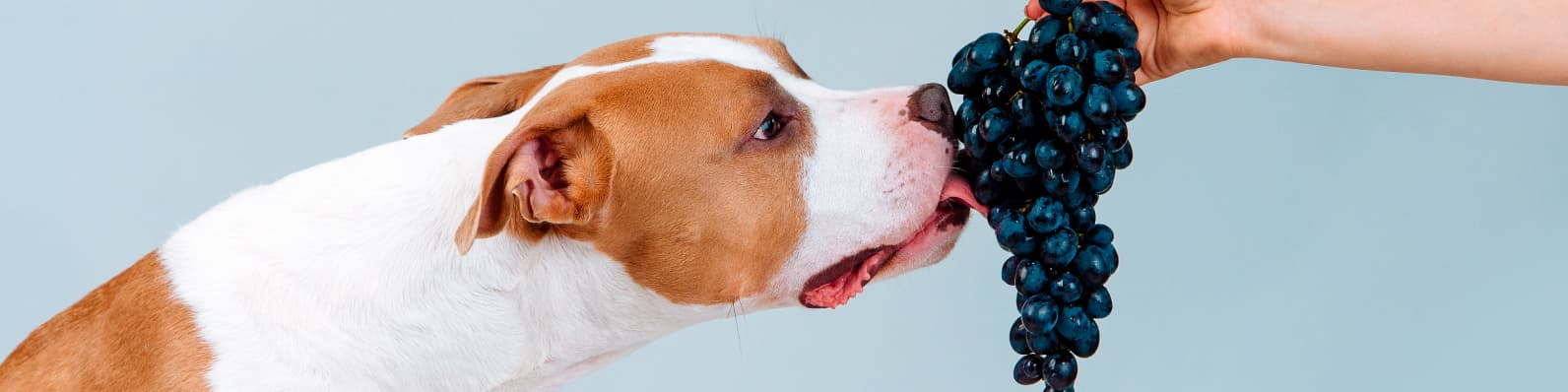Imagen de Celebra el año nuevo con tu peludo ¡pero no con uvas!