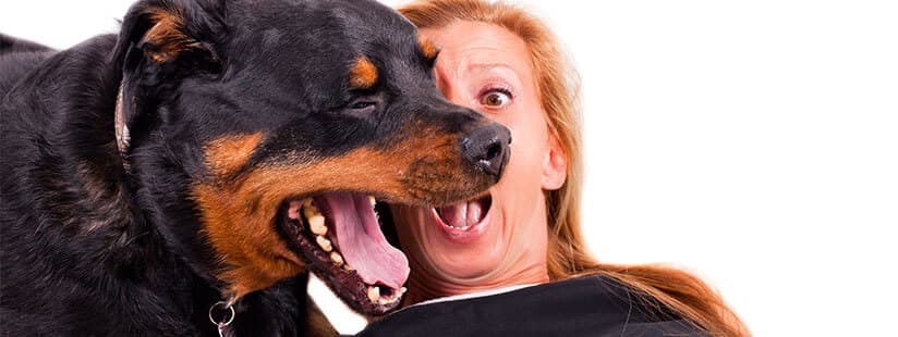 Imagen de Consejos para mantener la salud oral de tu perro