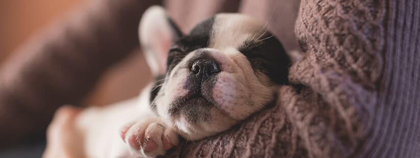 Imagen de ¿Conoces cómo son los hábitos de sueño de tu perro?