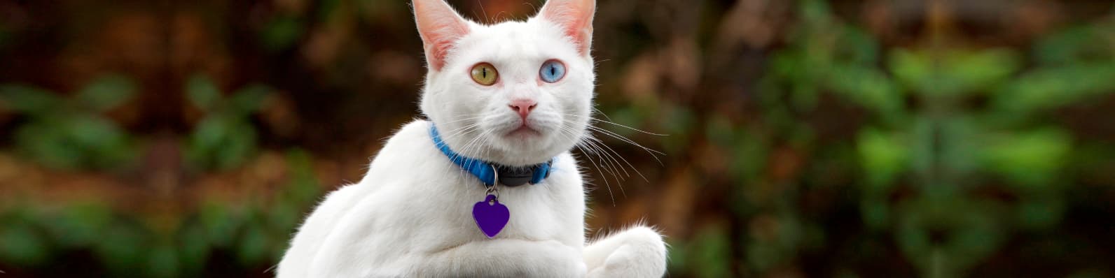 Imagen de ¿Qué nombre le pongo a mi mascota?