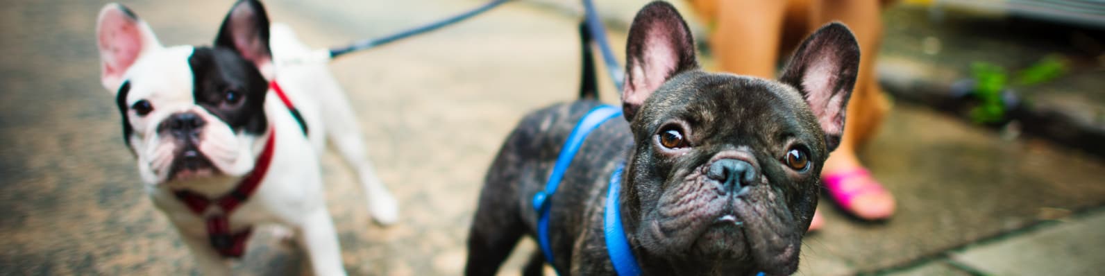 Imagen de ¡Se aceptan mascotas! Restaurantes Pet Friendly en Medellín