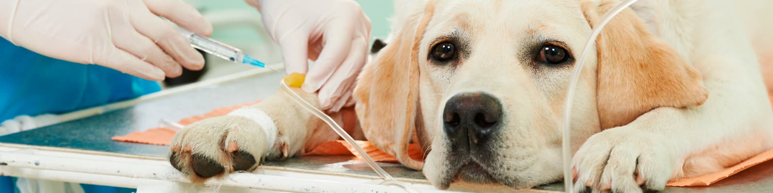 Imagen de Mitos y beneficios de la esterilización Canina