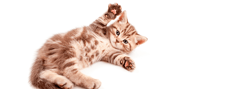 Imagen de Consejos para educar un buen gato