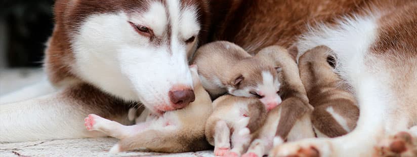 Imagen de Ansiedad por separación: Tips para cuidar a los cachorros después del destete