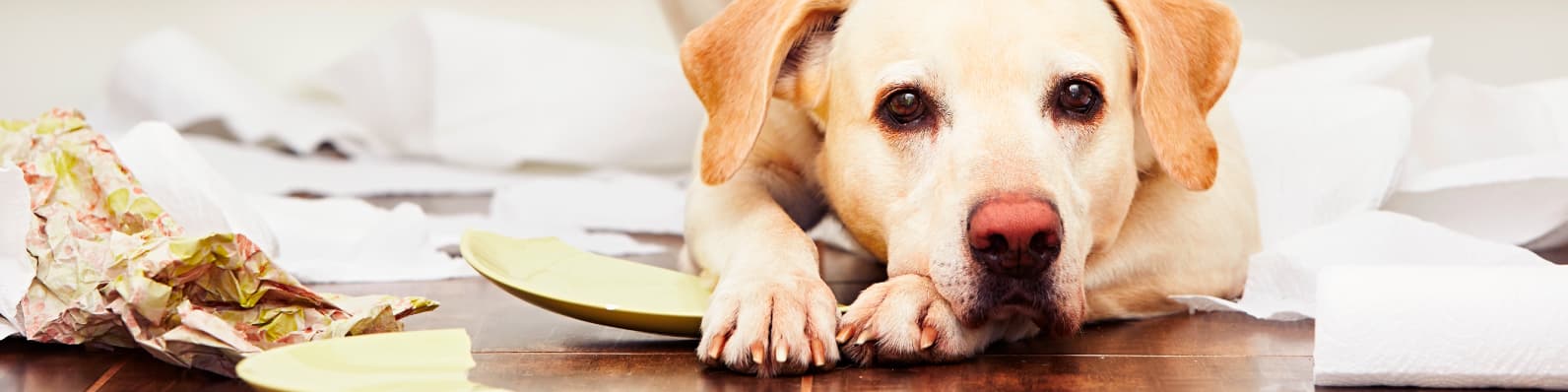 Imagen de ¡Mi perro se comporta mal con visitas! te ayudamos a solucionarlo