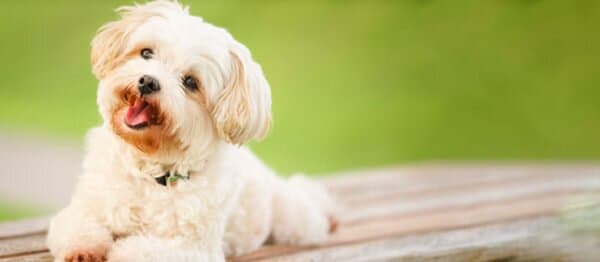 Imagen de 10 perros razas pequeñas ideales para niño(a)s