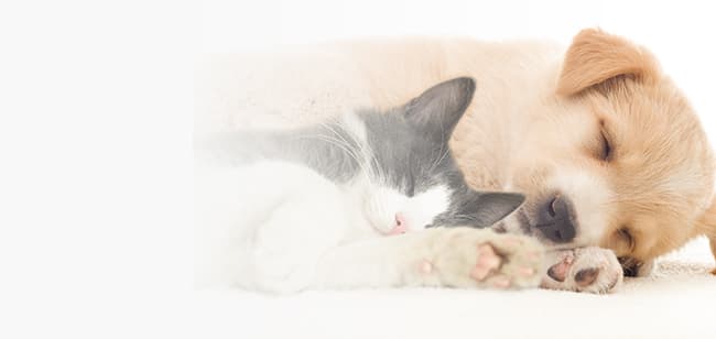 Imagen de Alimento ideal para mascotas con piel y estómago sensible