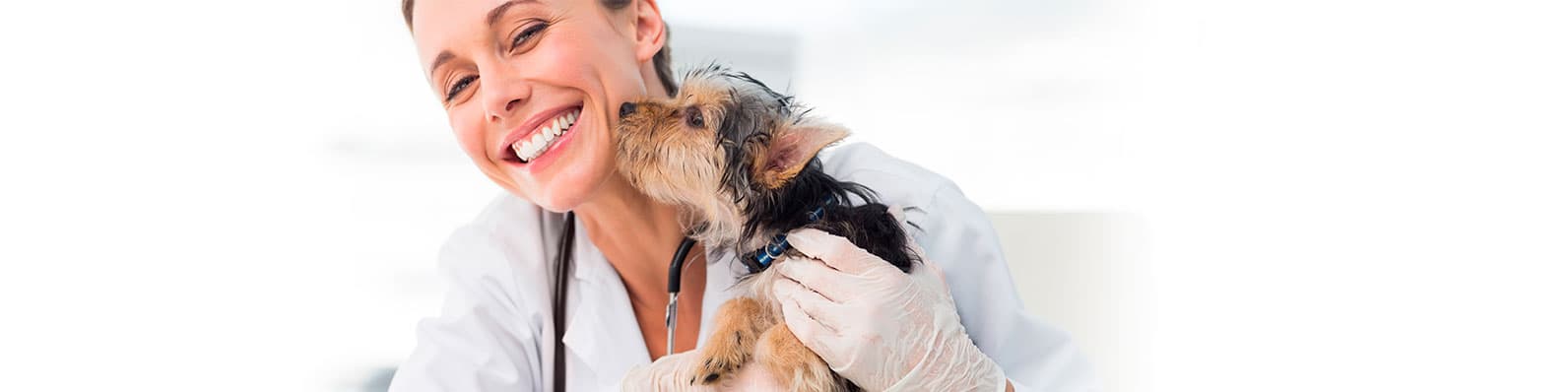Imagen de ¿Cómo escoger el veterinario para mi mascota?