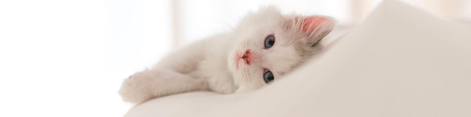 Imagen de Síntomas para reconocer si mi gato está enfermo