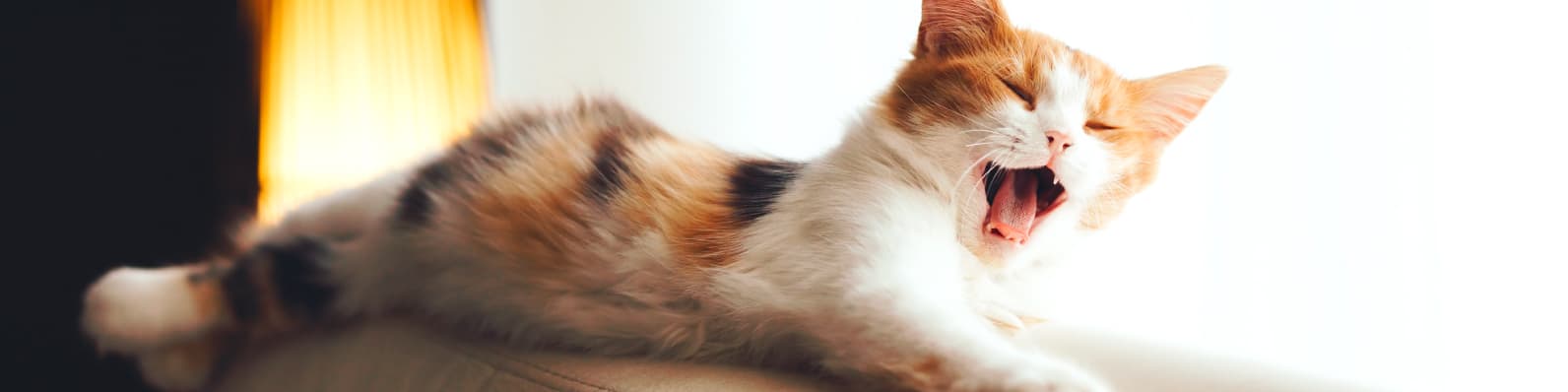 Imagen de Cuidados para la higiene bucal en gatos