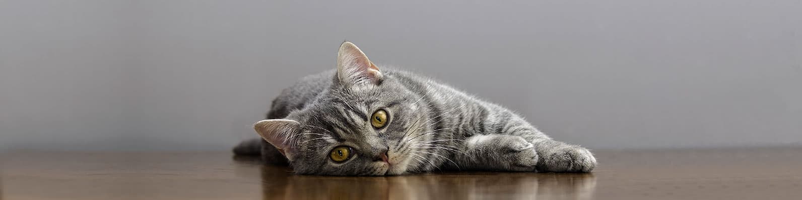 Imagen de Alimento para gatos con problemas renales en Colombia