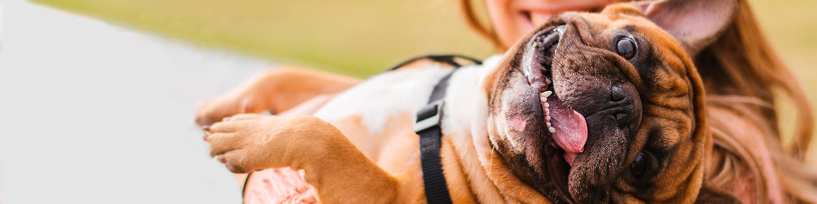 Imagen de Cómo elegir alimento para perros