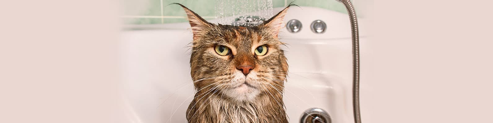 Imagen de ¿Cómo debo bañar a un gato?