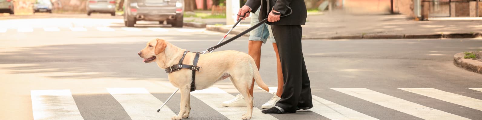 Imagen de Características y adiestramiento de perros guía