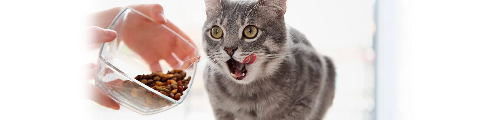 Imagen de Comida para gatos: ¿Cuál es la ideal para tu felino?