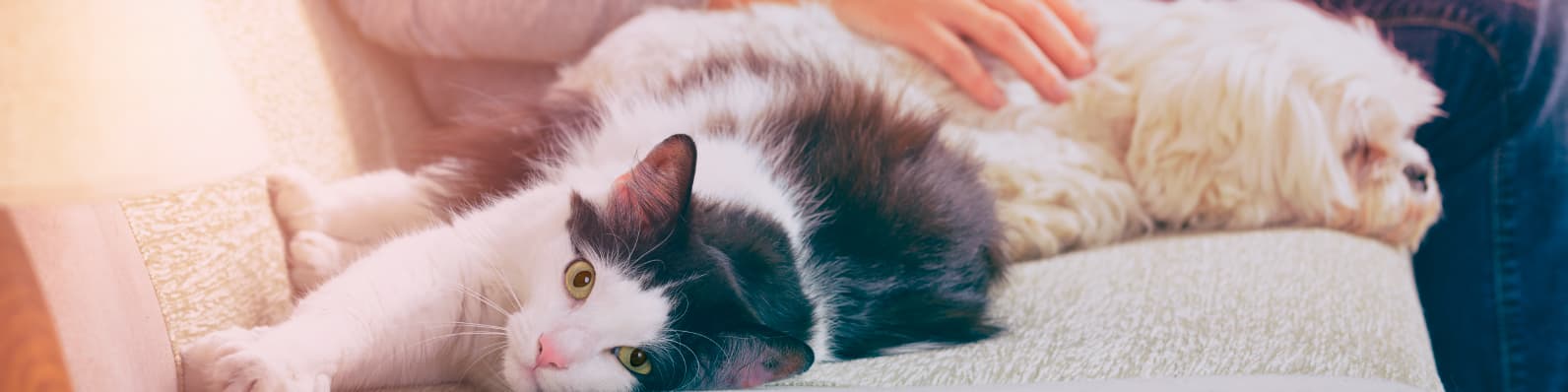 Imagen de 15 razones para tener una mascota en casa
