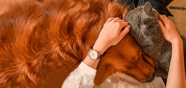 Imagen de Tips para cuidar a tu mascota en pandemia