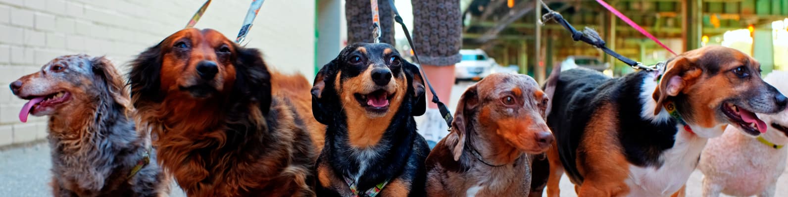Imagen de 10 cosas que tu perro odia y no lo sabías