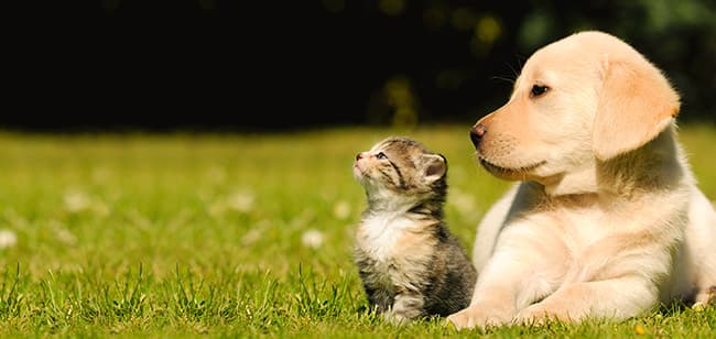 Imagen de Cómo garantizar la nutrición de tu cachorro o gatito
