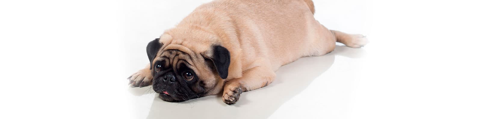 Imagen de Obesidad en mascotas: ¿Cómo identificarla?