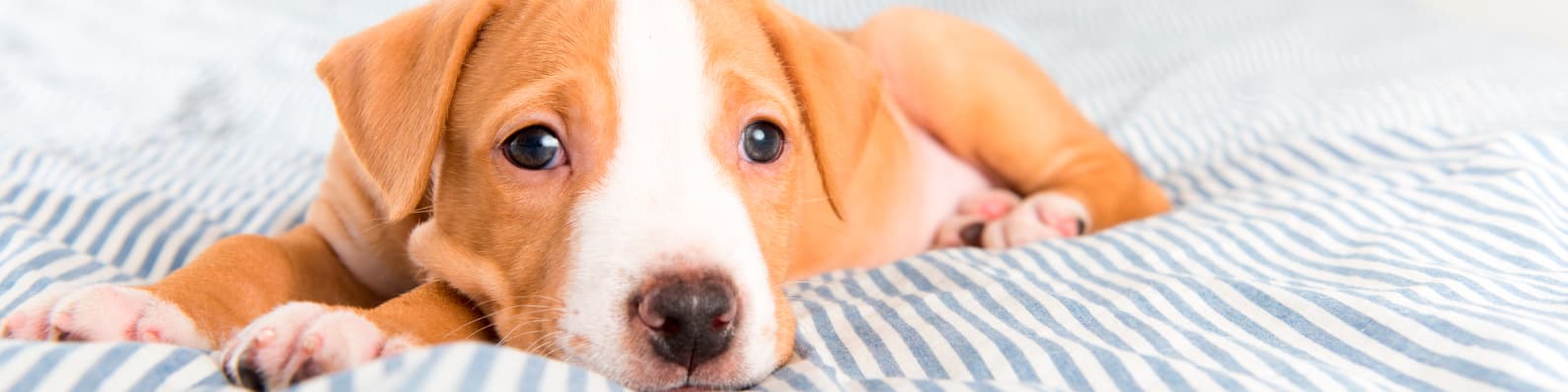 Imagen de Parásitos en cachorros: cuáles son los más comunes y cómo prevenirlos