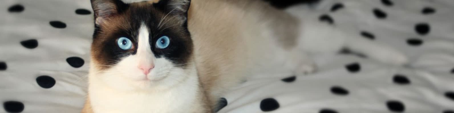 Imagen de Todo lo que necesitas saber si acabas de adoptar un gato