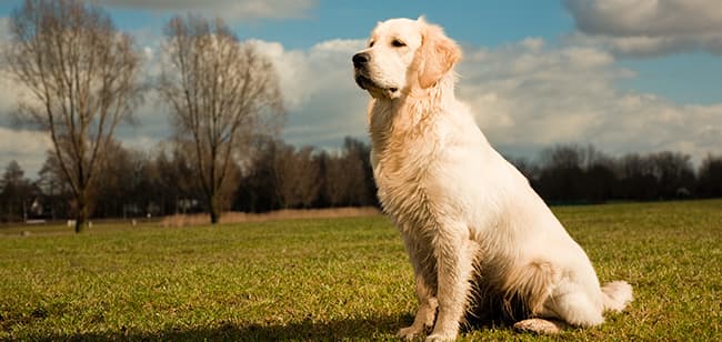 Imagen de Consejos claves para el aseo de tu mascota